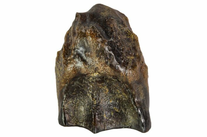 Triceratops Shed Tooth - Montana #109069